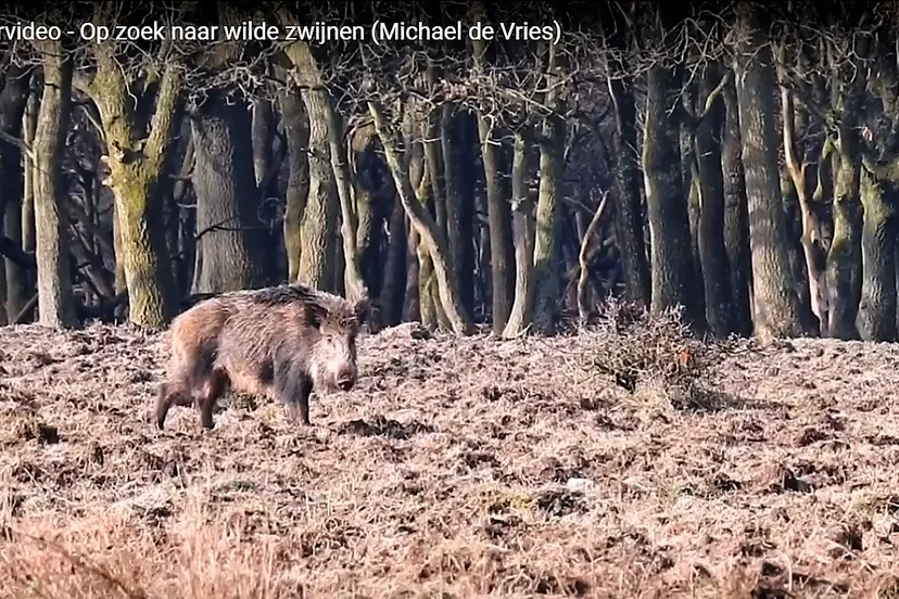 michael de vries zwijntjes