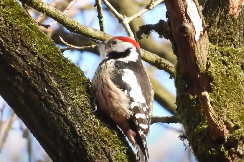 middelste bonte specht micael de vries