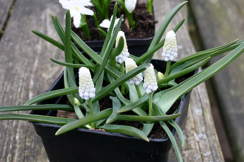 muscari siberian1 tiger