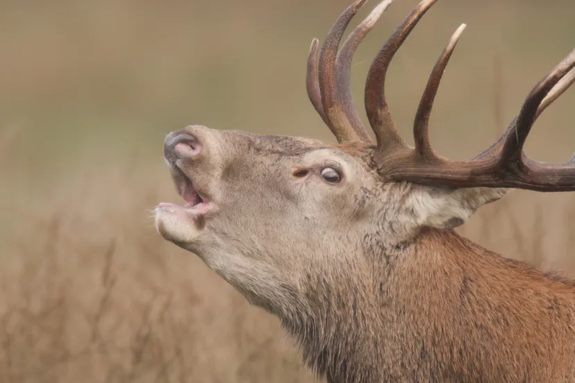 nc veluwe bronsttocht foto luc enting 20161124 39