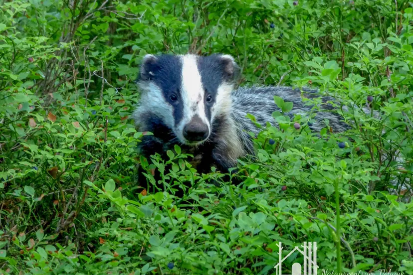 nc veluwe buutenfotos kieken 01 300dpi