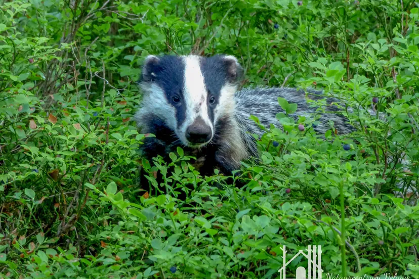 nc veluwe buutenfotos kieken 01 300dpi