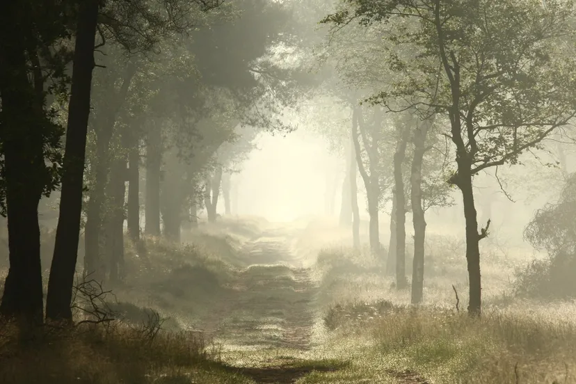 ochtenddauw nc veluwe