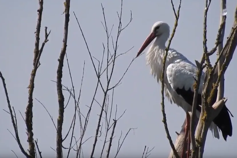 ooievaar michael de vries