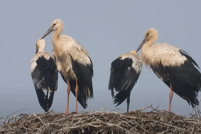 ooievaars michael de vries