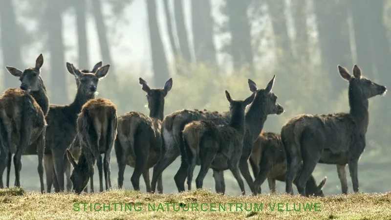 op zoek naar wild 01