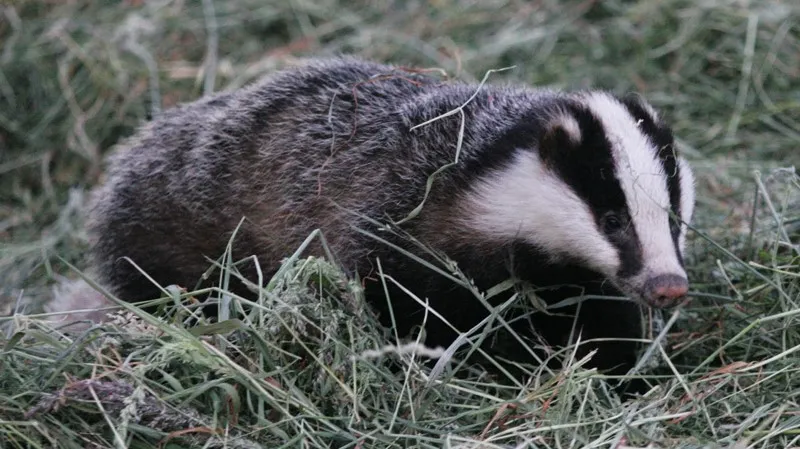 op zoek naar wild 02