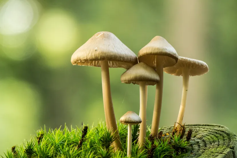 paddenstoelen op stobbe panas396 111