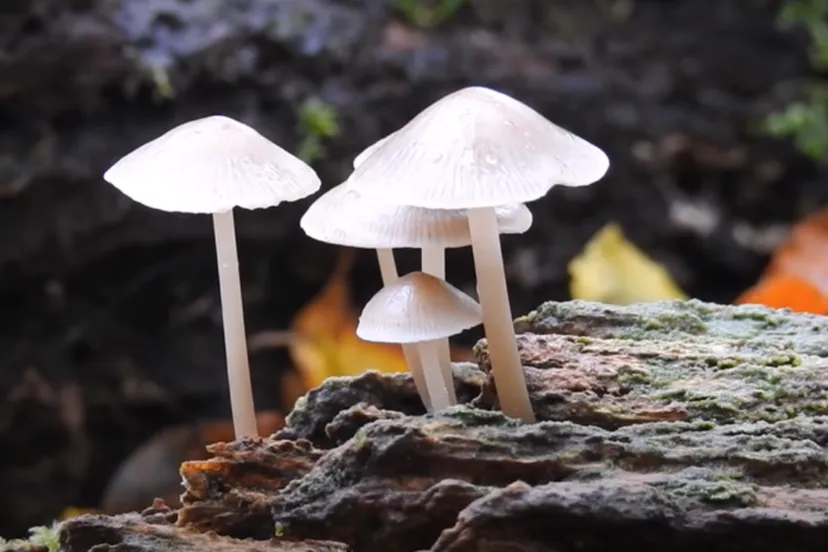 paddestoellen michael de vries