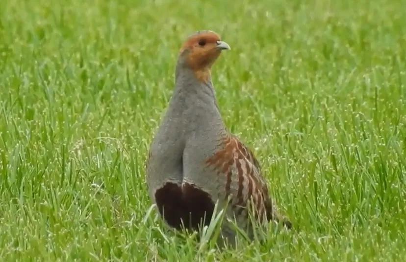 patrijs michael de vries