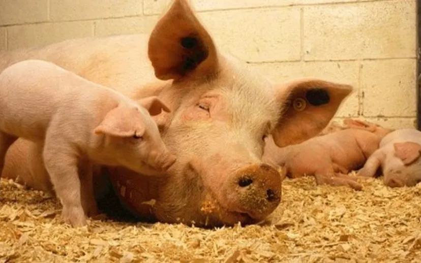 pigs pixabay 340 915x518