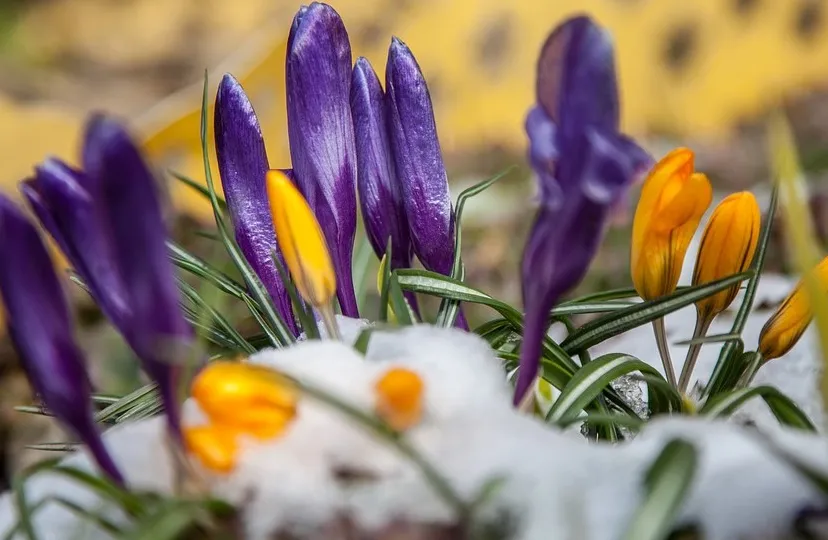 pixabay krokus sneeuw