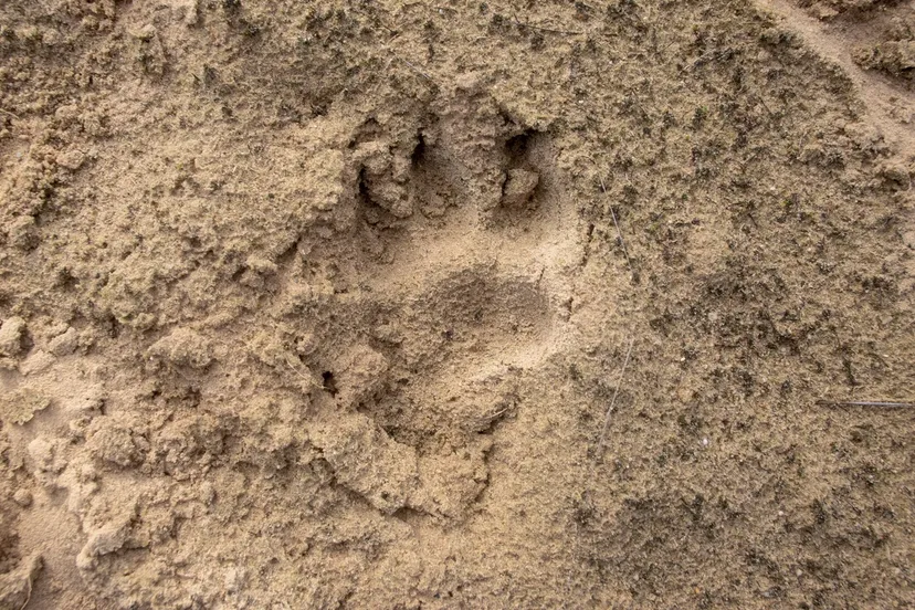 poot afdruk nc veluwe