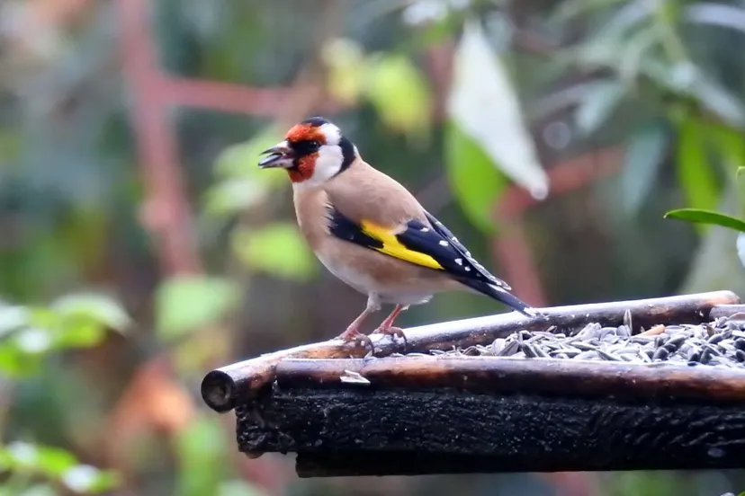 putter michael de vies