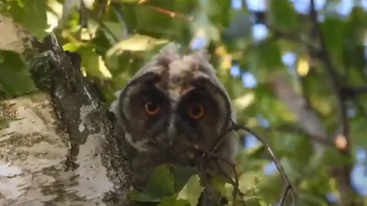 ransuil michiel de vries