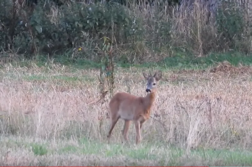 ree michael de vries