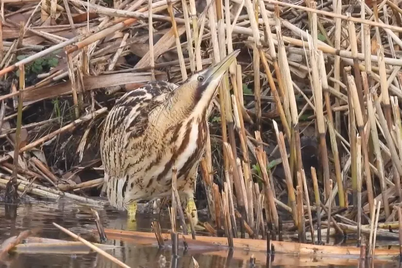 roerdomp opname van michael de vries