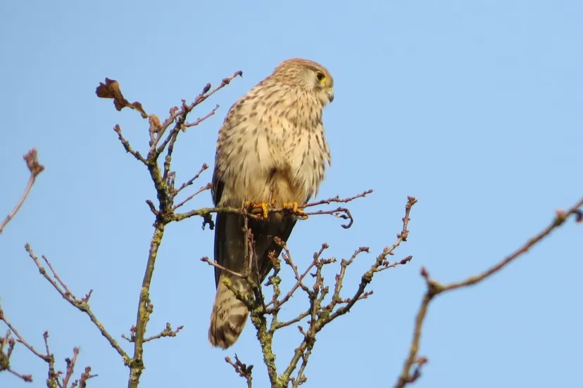roofvogel beeldbank rechtenvrij
