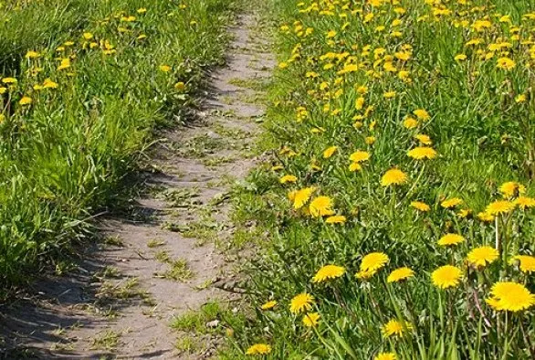 russische paardenbloem wur