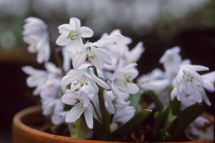 scilla mischtschenkoana