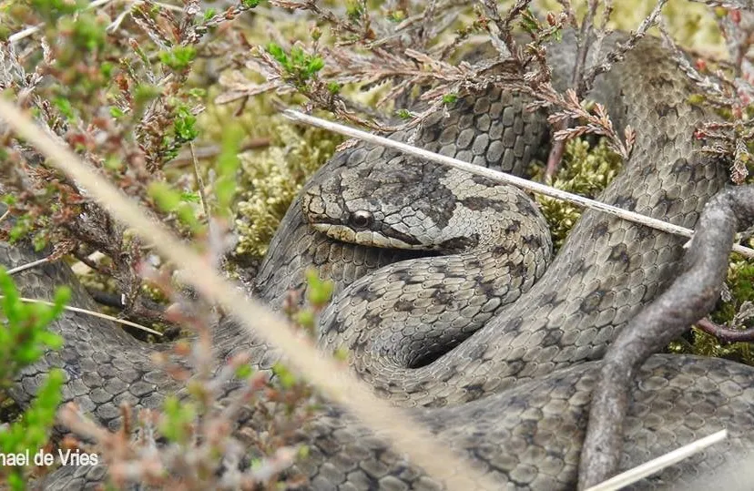 slang michael de vries