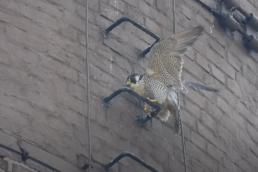 slechtvalk fotomichael de vries