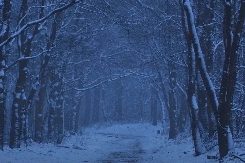 sneeuw ede bos