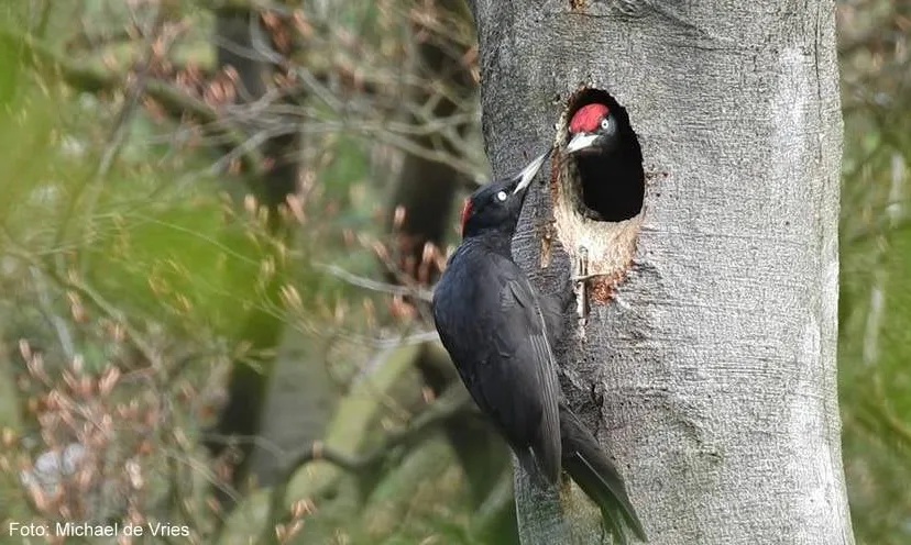 specht michael de vries