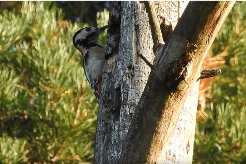 specht michael de vries