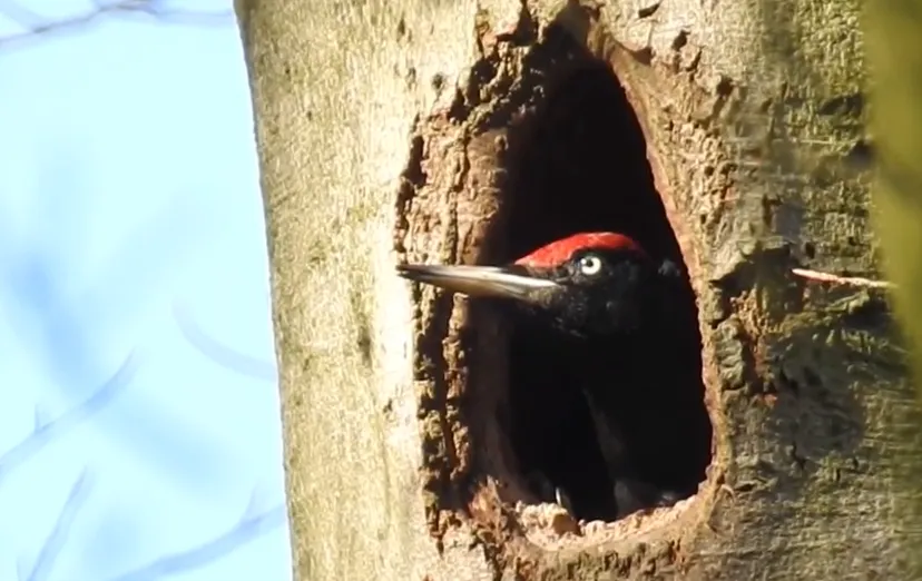 specht michael de vries