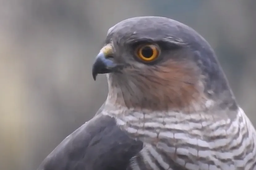 sperwer michael de vries