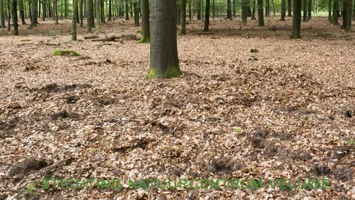 speuren naar sporen 01