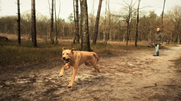 staatsbosbeheer veluwe midden