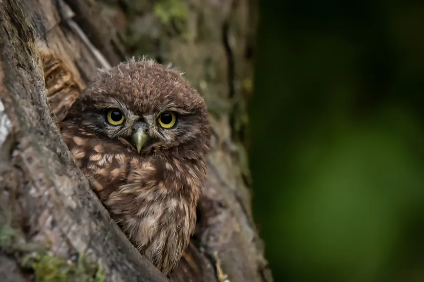 steenuil henk vd burg in de boom