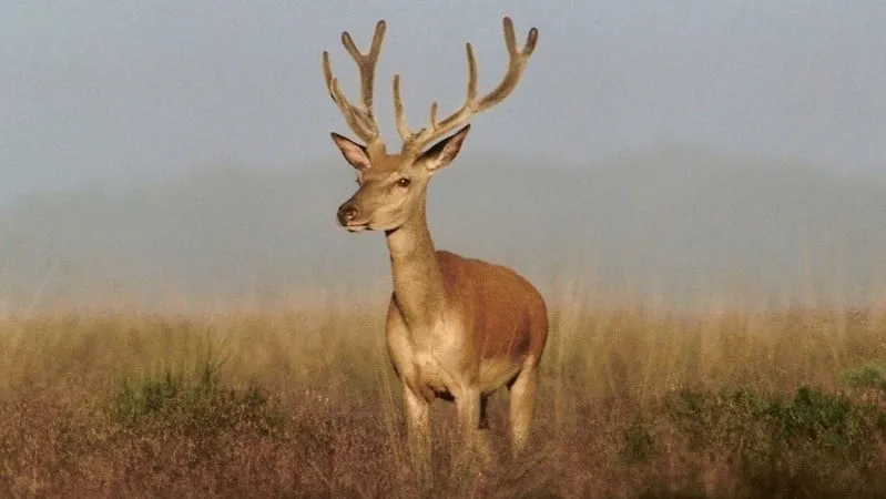 stichting natuurcentrum veluwe