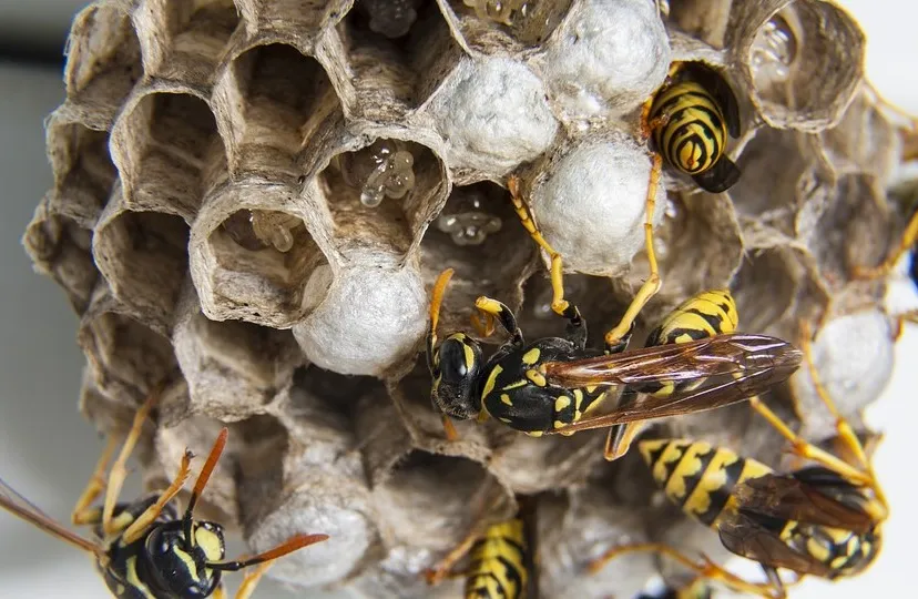 swarm 1903243 960 720