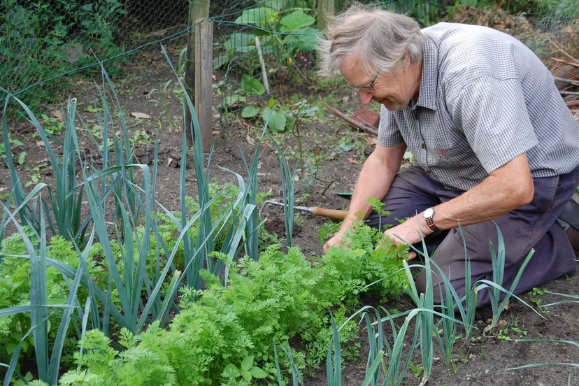 toon tuin 15 augustus 2018 4