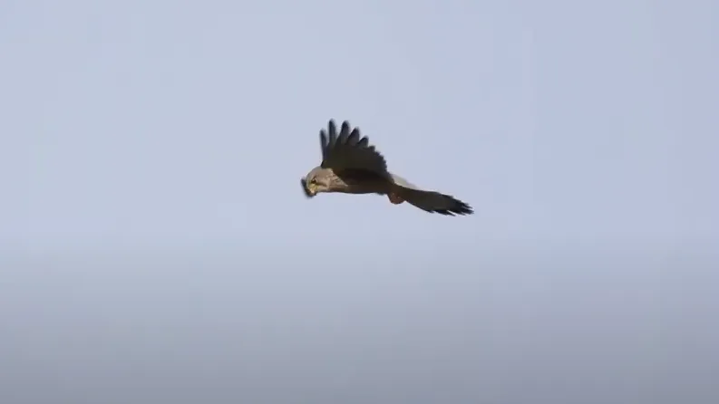 torenvalk michael de vries