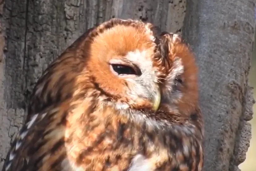 uil michael de vries ede