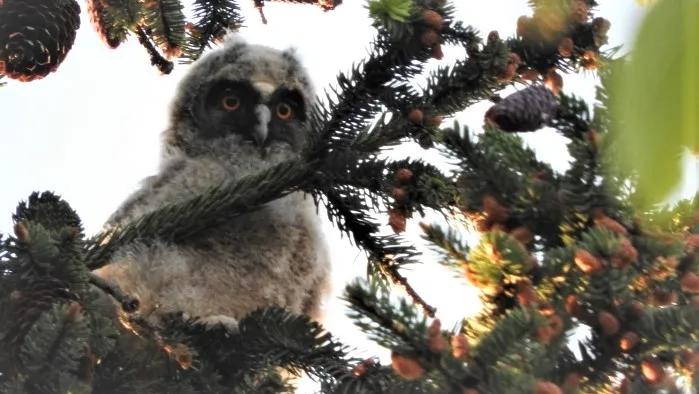 uilenjong esther van der laan wanders