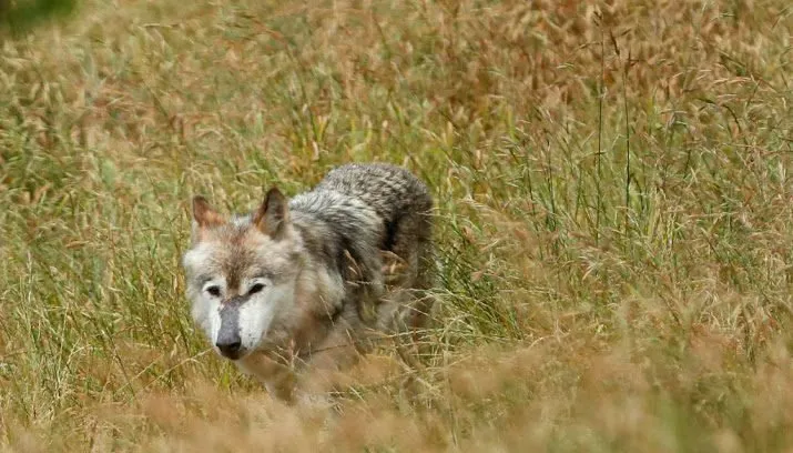 veel meer schapen gedood door wolven 715x408