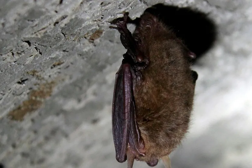 vleermuis 03 nc veluwe