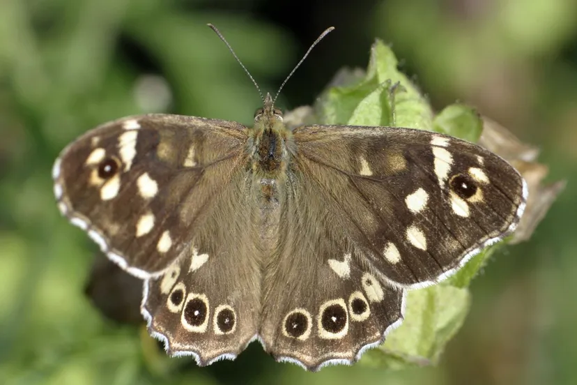 vlinder 653 nc veluwe