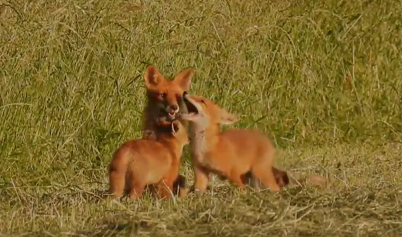 vos met jongen michael de vries