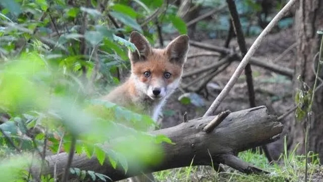 vos michael de vries