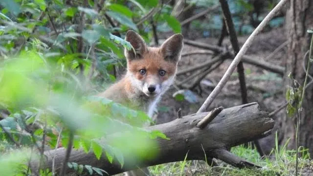 vos michael de vries