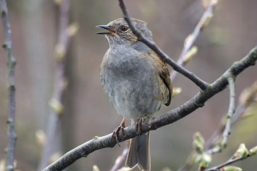 vroege vogels nc veluwe 1