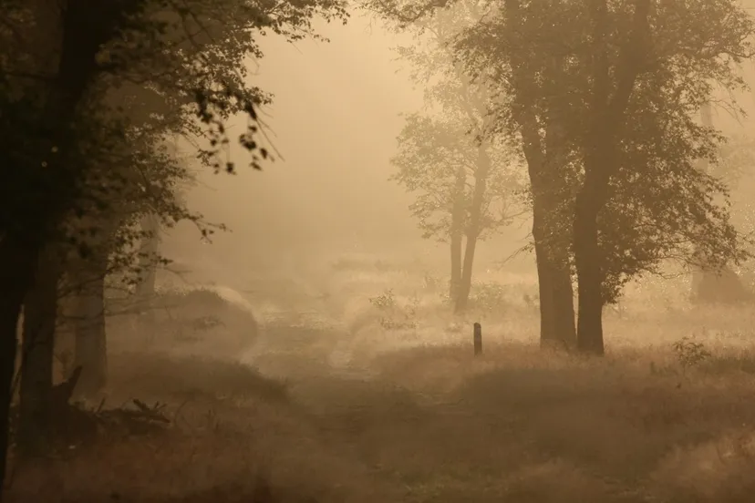vroege wandeling nc veluwe 2