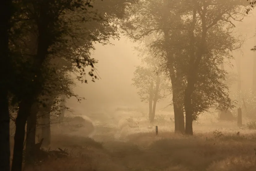 vroege wandeling nc veluwe