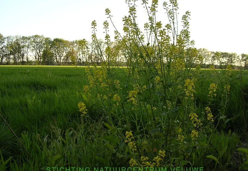 wandelen tussen bos en heide 01